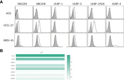 Interleukin-15 and chemokine ligand 19 enhance cytotoxic effects of chimeric antigen receptor T cells using zebrafish xenograft model of gastric cancer